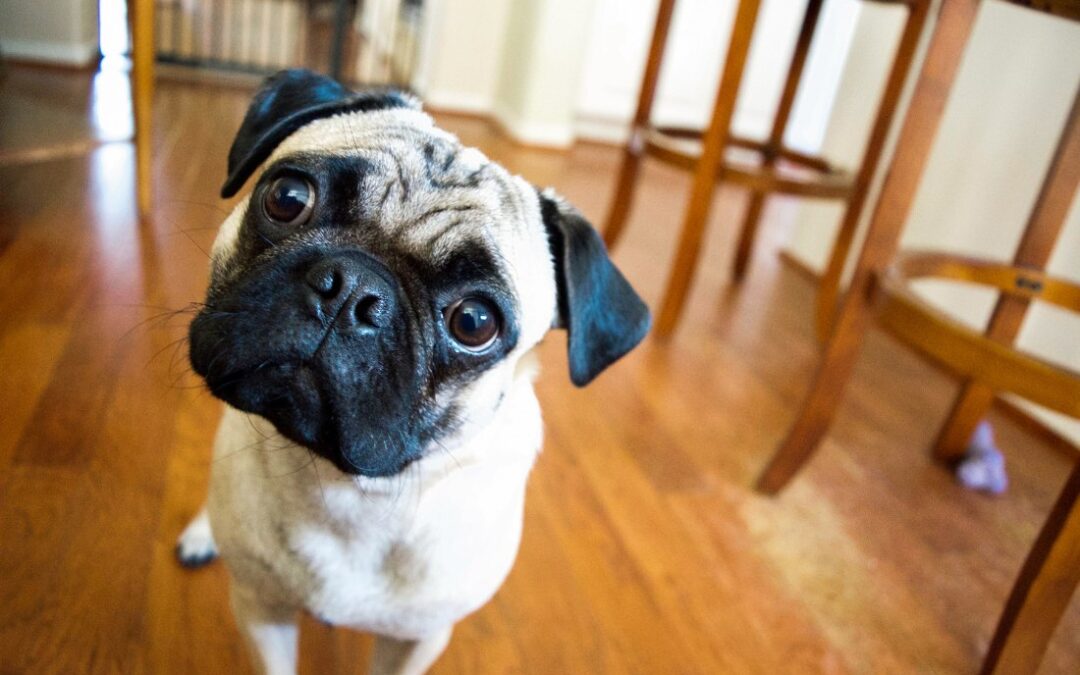 Myth buster: do weekly repayments pay off an offset loan faster?